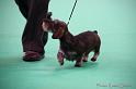 Crufts2011_2 1553